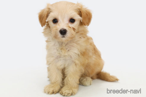 成約済の神奈川県のマルプー:マルチーズ×トイプードル-322044の1枚目